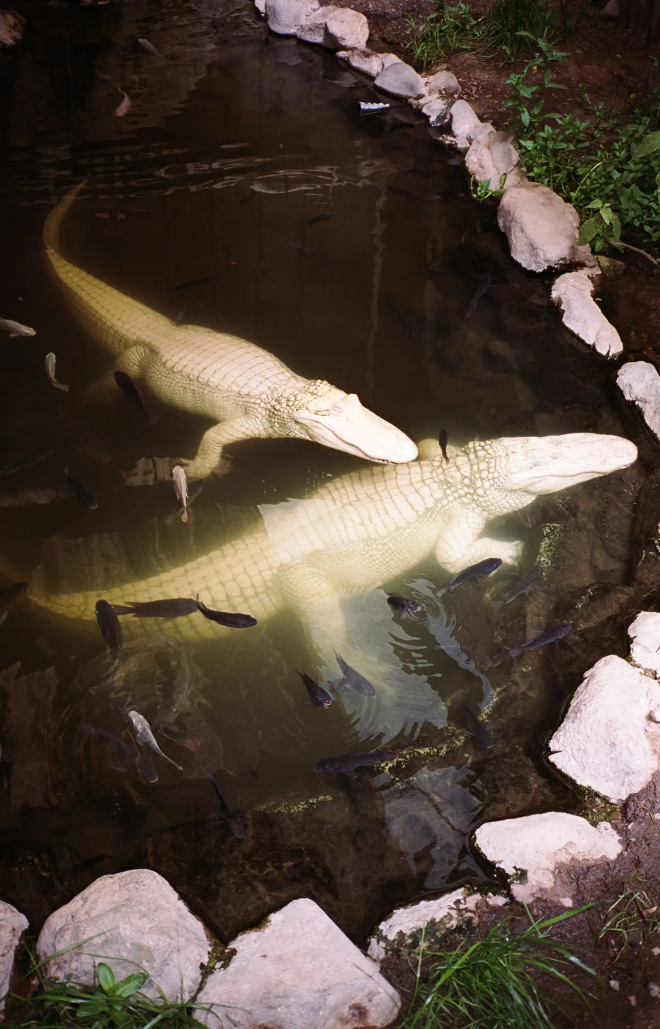 Gators