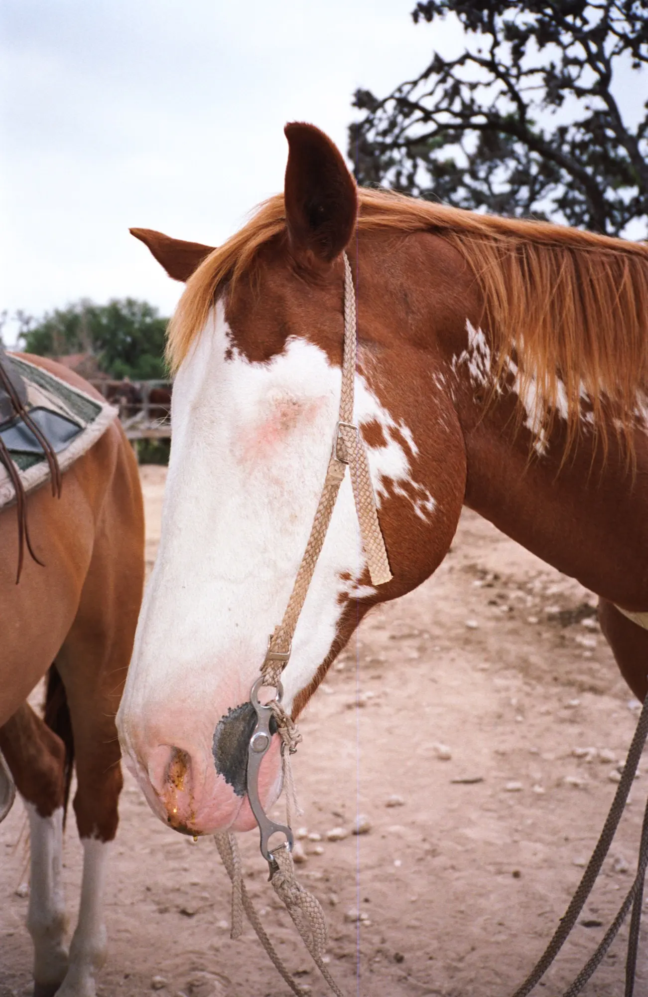 Dixie Dude Ranch