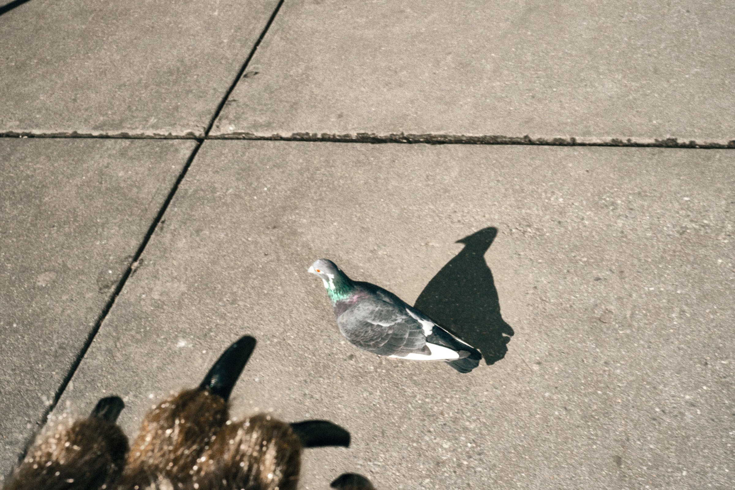 Bear Suit Surveillance — 33