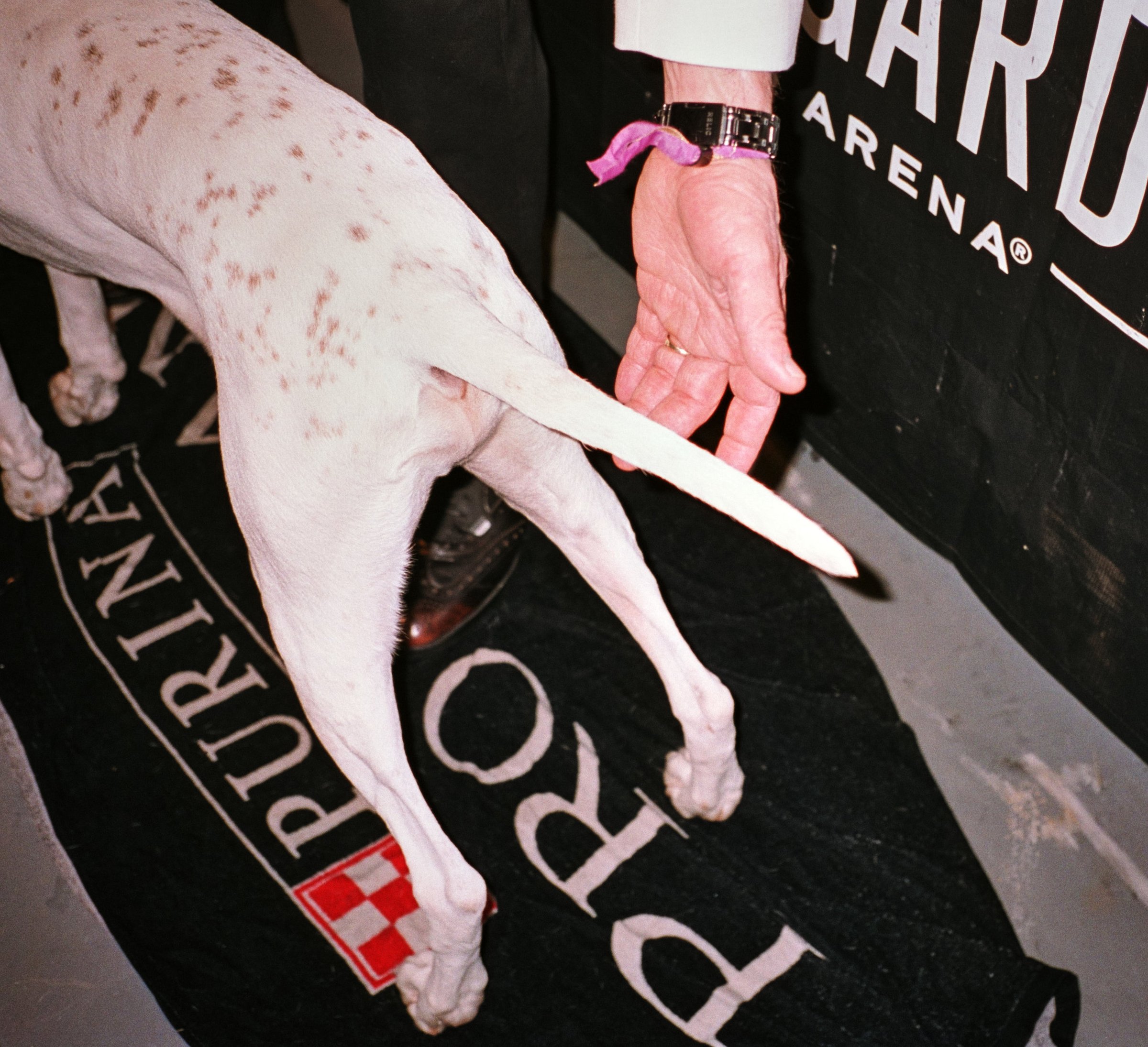 People at The Dog Show — 17